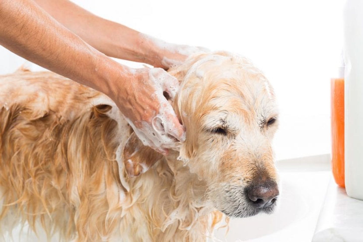 Voucher dịch vụ tắm cho chó trên 30kg theo chuẩn spa 2