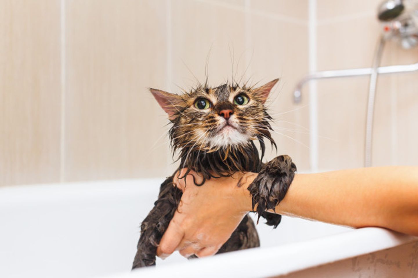Voucher dịch vụ tắm cho mèo dưới 2kg chuyên nghiệp 3