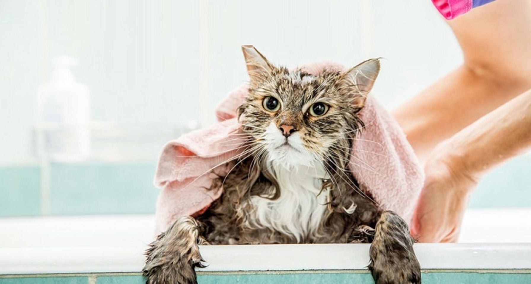 Voucher dịch vụ tắm cho mèo dưới 2kg chuyên nghiệp 1