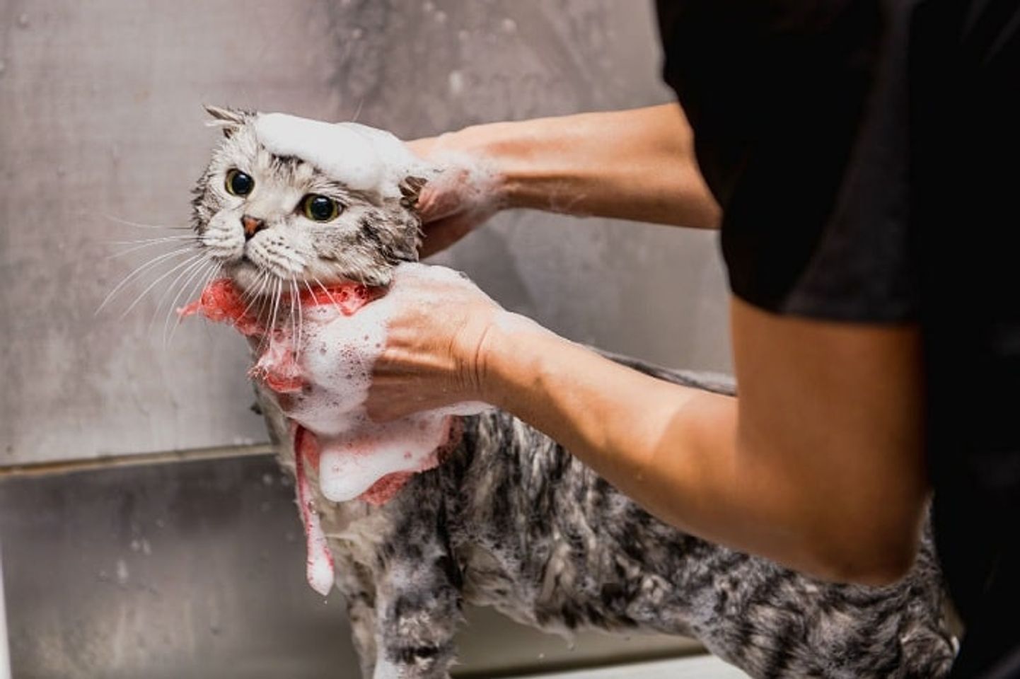 Voucher dịch vụ tắm cho mèo trên 2kg chuẩn spa 1