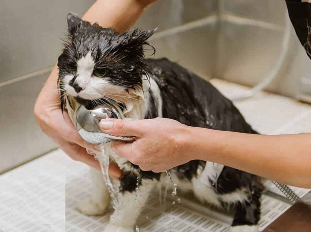 Voucher dịch vụ tắm cho mèo trên 2kg chuẩn spa 2
