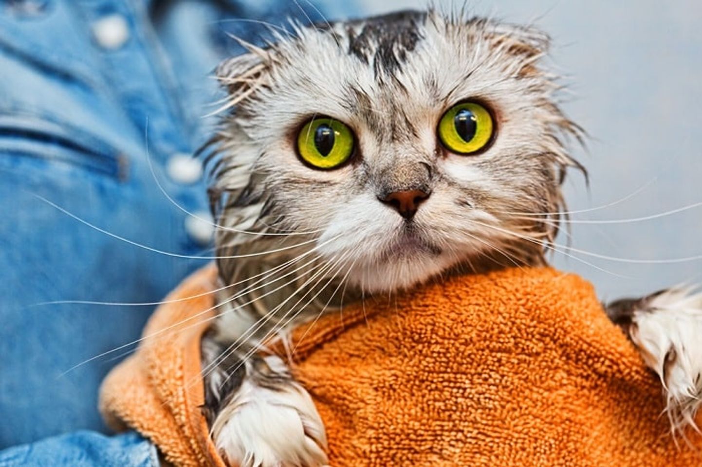 Voucher dịch vụ tắm cho mèo trên 2kg chuẩn spa 3