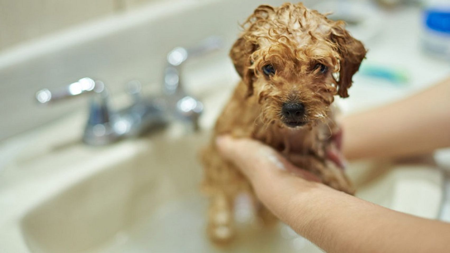 Voucher dịch vụ tắm cắt cho chó dưới 3kg chuyên nghiệp 3