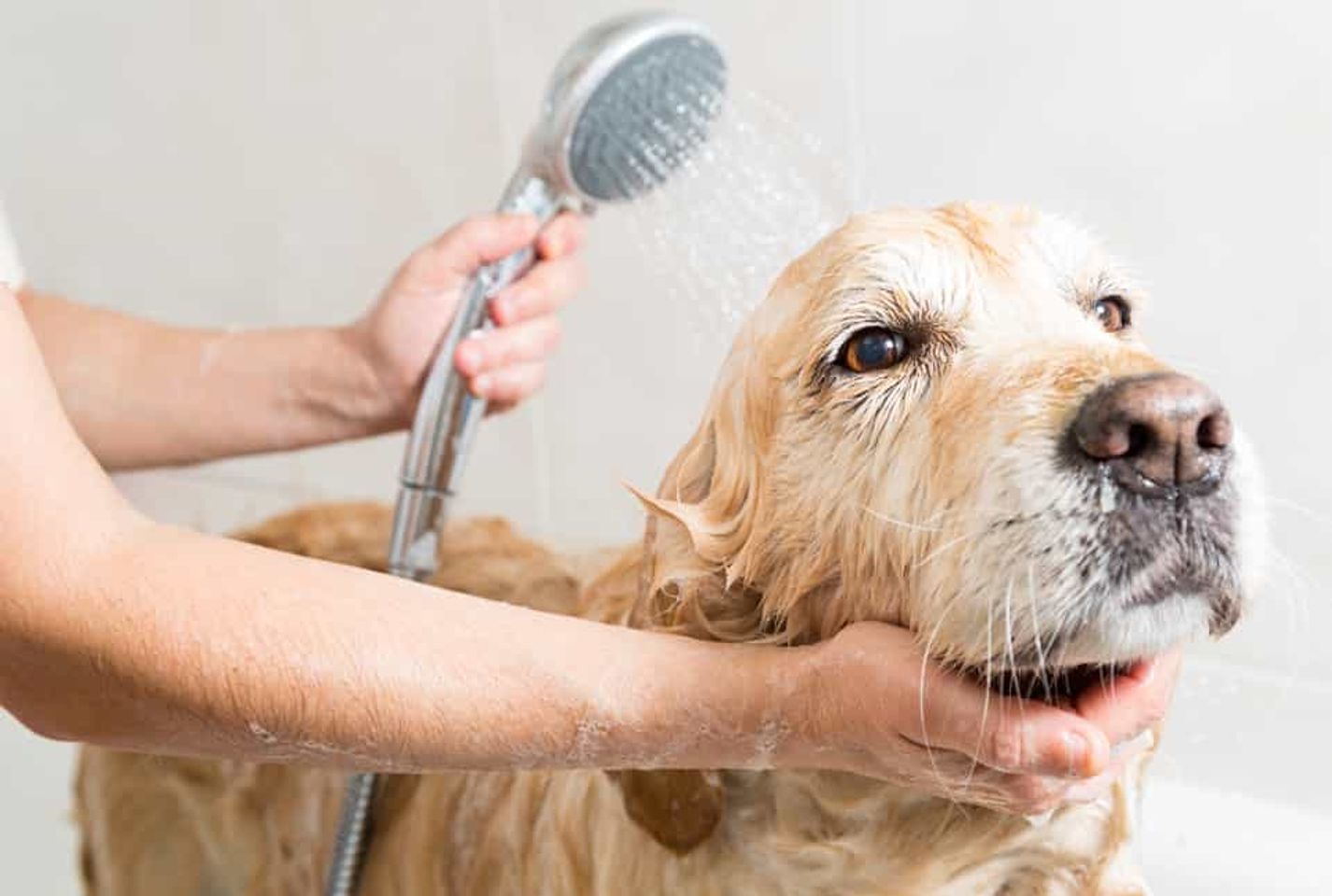 Voucher dịch vụ tắm cắt cạo lông cho chó trên 30kg 2