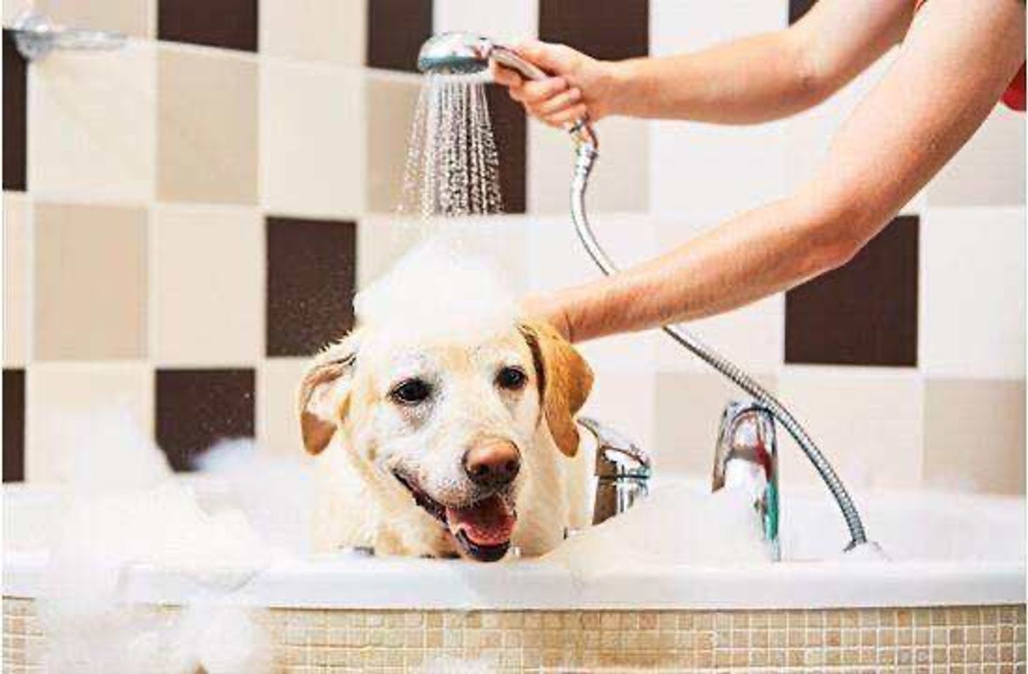 Voucher dịch vụ tắm cắt cạo lông cho chó từ 11kg tới 20kg 2