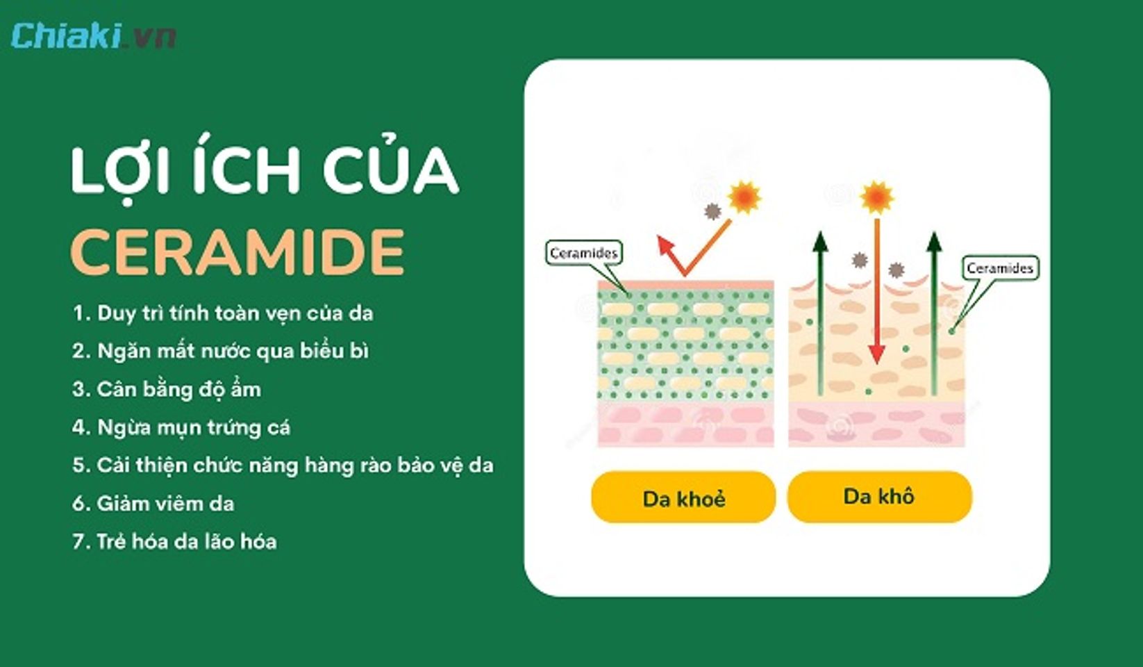 Ceramide h&igrave;nh th&agrave;nh h&agrave;ng r&agrave;o bảo vệ da vững chắc duy tr&igrave; độ ẩm, độ đ&agrave;n hồi, khả năng tự phục hồi da
