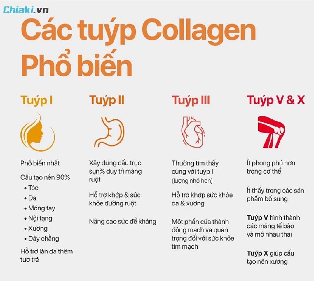 So s&aacute;nh collagen type 2 với collagen type 1 v&agrave; 3