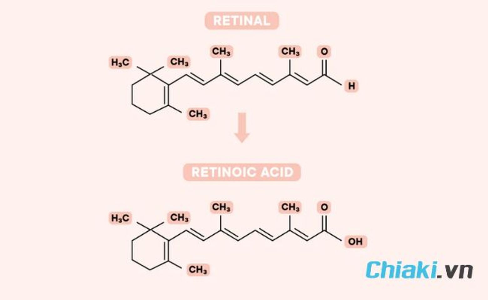 Retinal l&agrave; g&igrave;