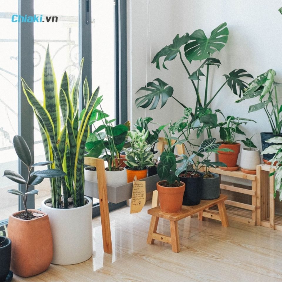 Một chậu c&acirc;y mini như sen đ&aacute;, xương rồng hoặc c&acirc;y để b&agrave;n l&agrave; m&oacute;n qu&agrave; mang &yacute; nghĩa