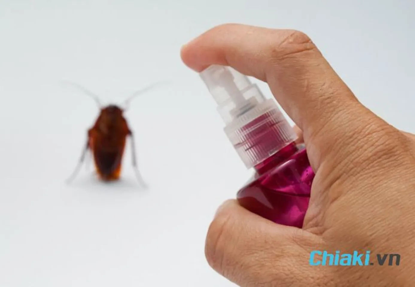 C&aacute;ch đuổi gi&aacute;n ra khỏi nh&agrave; vĩnh viễn bằng giấm trắng v&agrave; nước