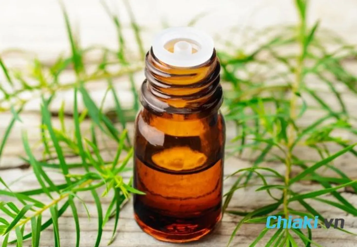 C&aacute;ch đuổi gi&aacute;n ra khỏi nh&agrave; vĩnh viễn bằng tinh dầu tr&agrave;m tr&agrave;