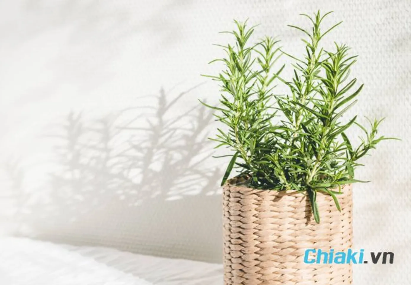 C&aacute;ch đuổi gi&aacute;n trong ph&ograve;ng ngủ bằng c&acirc;y xanh