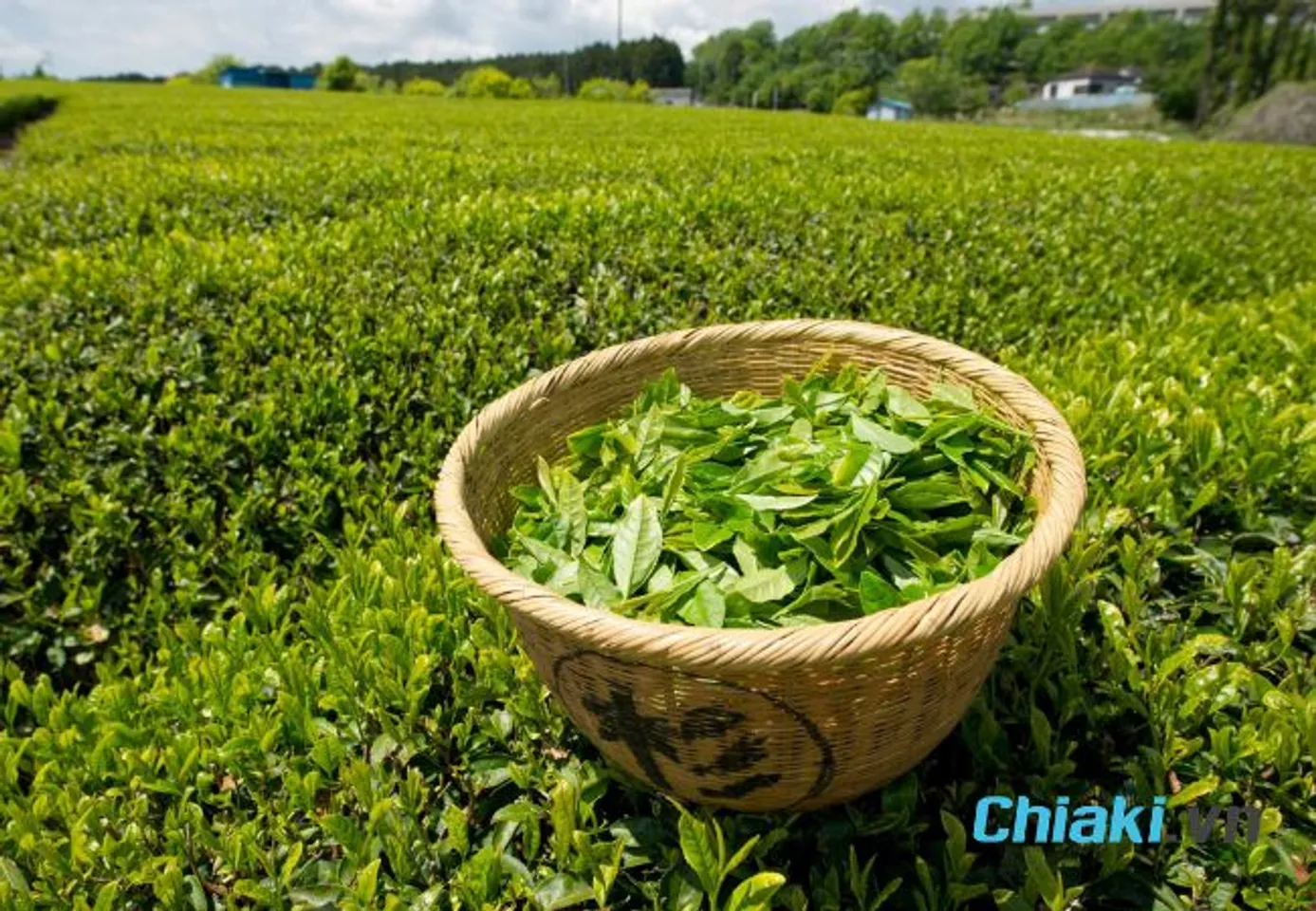 C&aacute;ch đuổi gi&aacute;n trong ph&ograve;ng ngủ bằng l&aacute; tr&agrave; xanh
