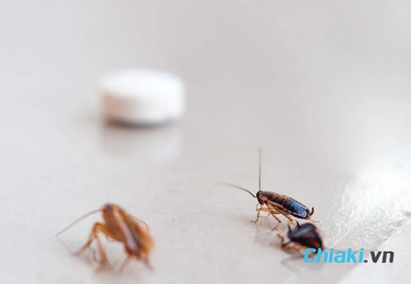 C&aacute;ch diệt gi&aacute;n trong ph&ograve;ng ngủ bằng h&oacute;a chất an to&agrave;n