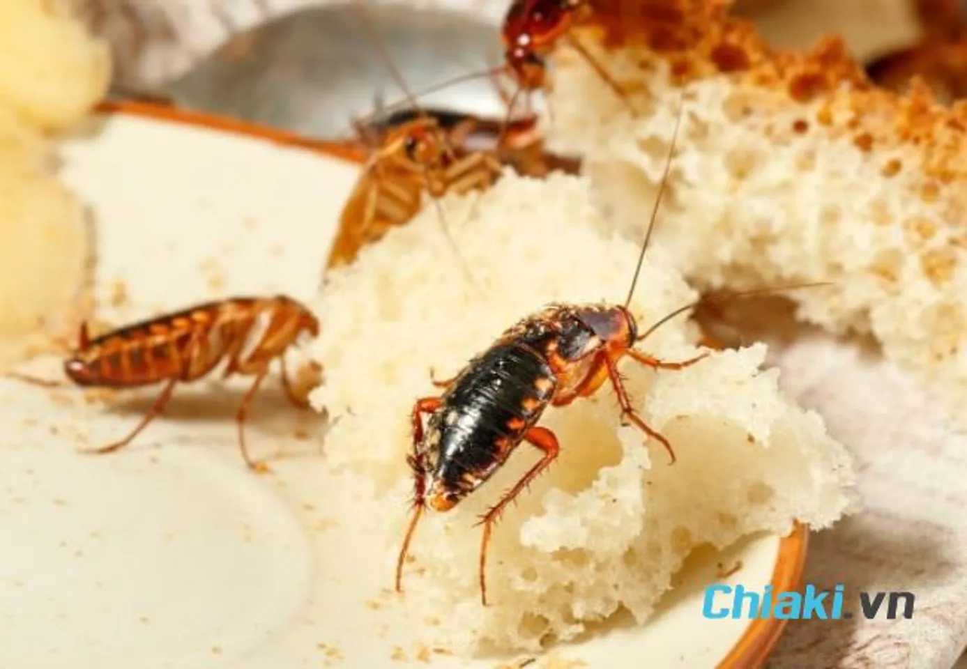 Nguy&ecirc;n nh&acirc;n v&igrave; sao nh&agrave; c&oacute; nhiều gi&aacute;n do thức ăn kh&ocirc;ng được che đậy