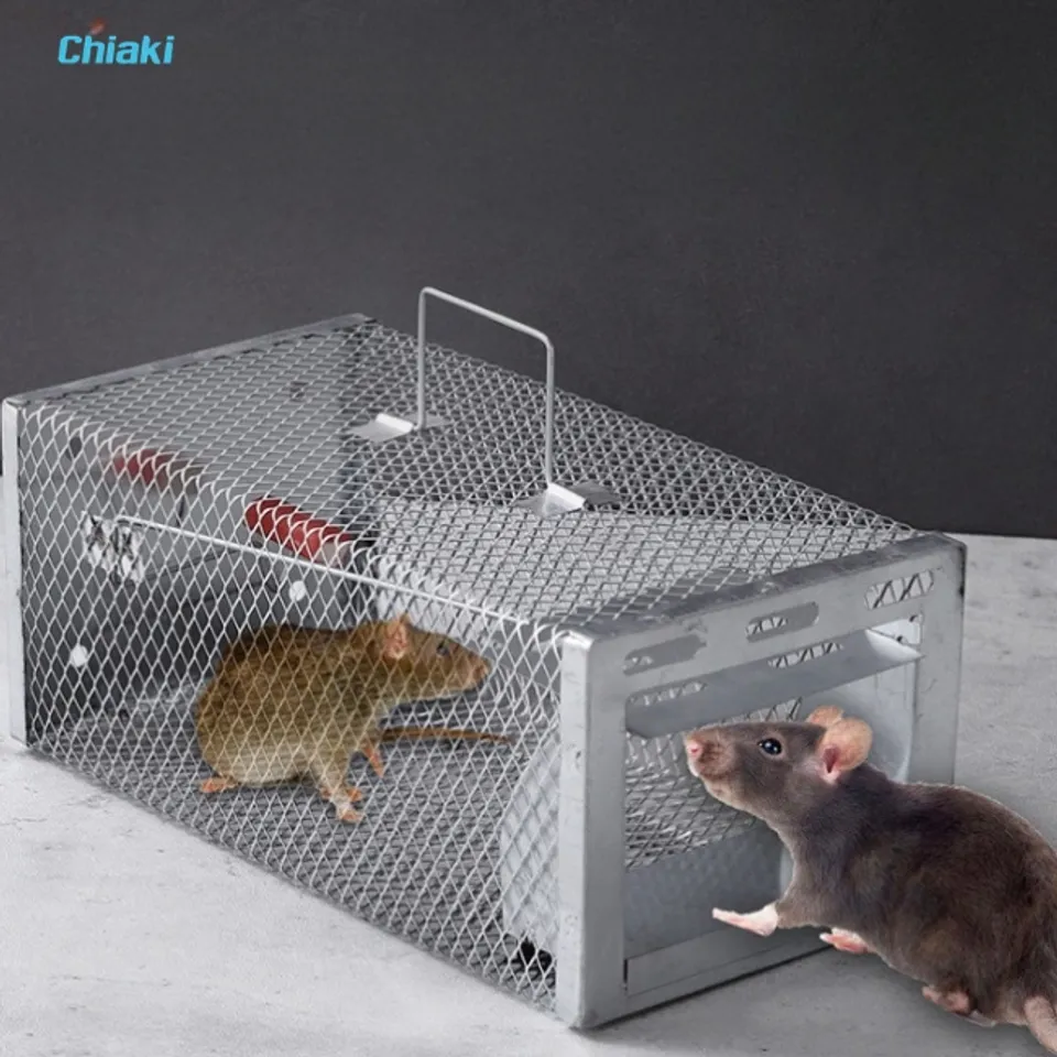 C&aacute;ch diệt chuột bằng bẫy chuột truyền thống bằng mồi nhử thơm hấp dẫn