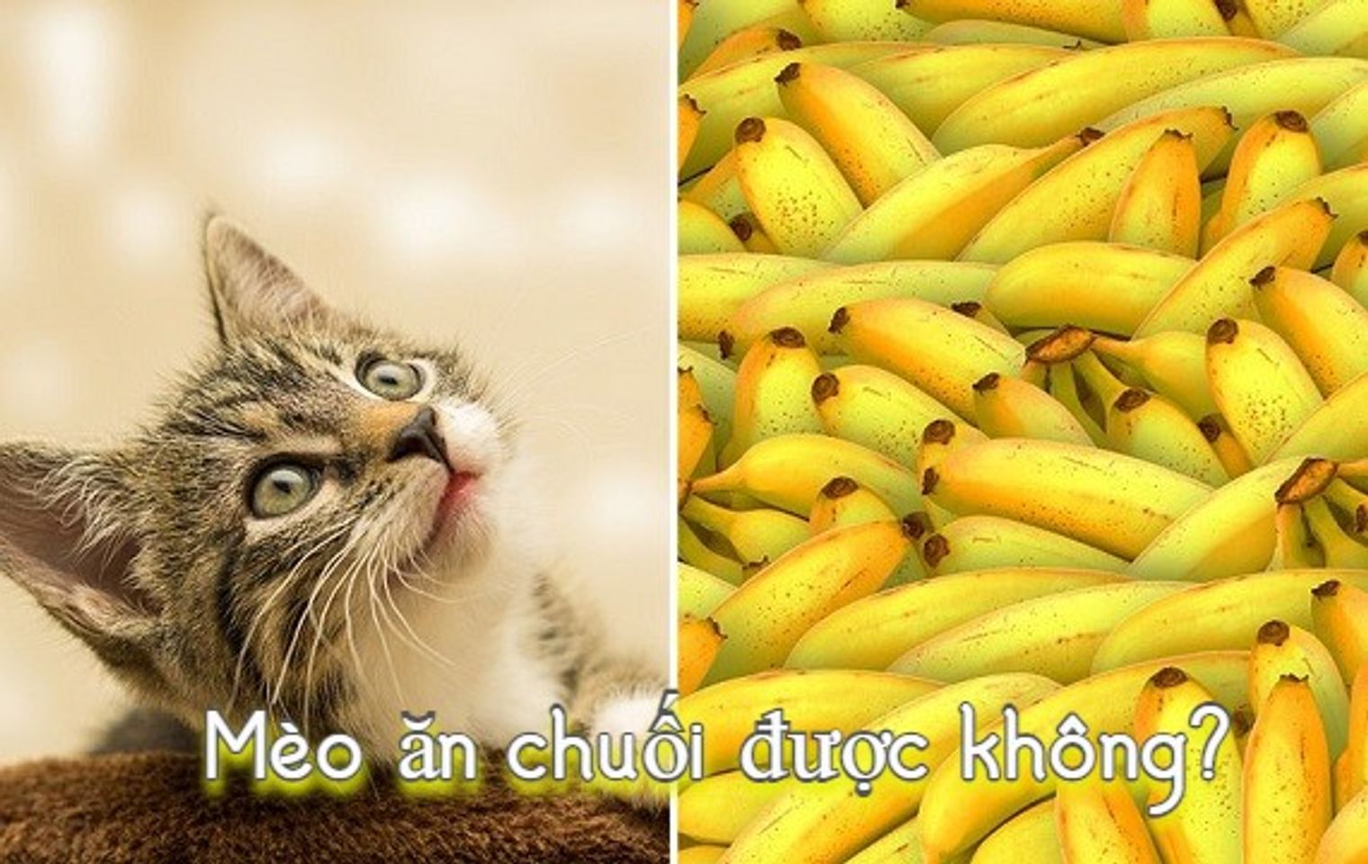 Copyright @Chiaki.vn