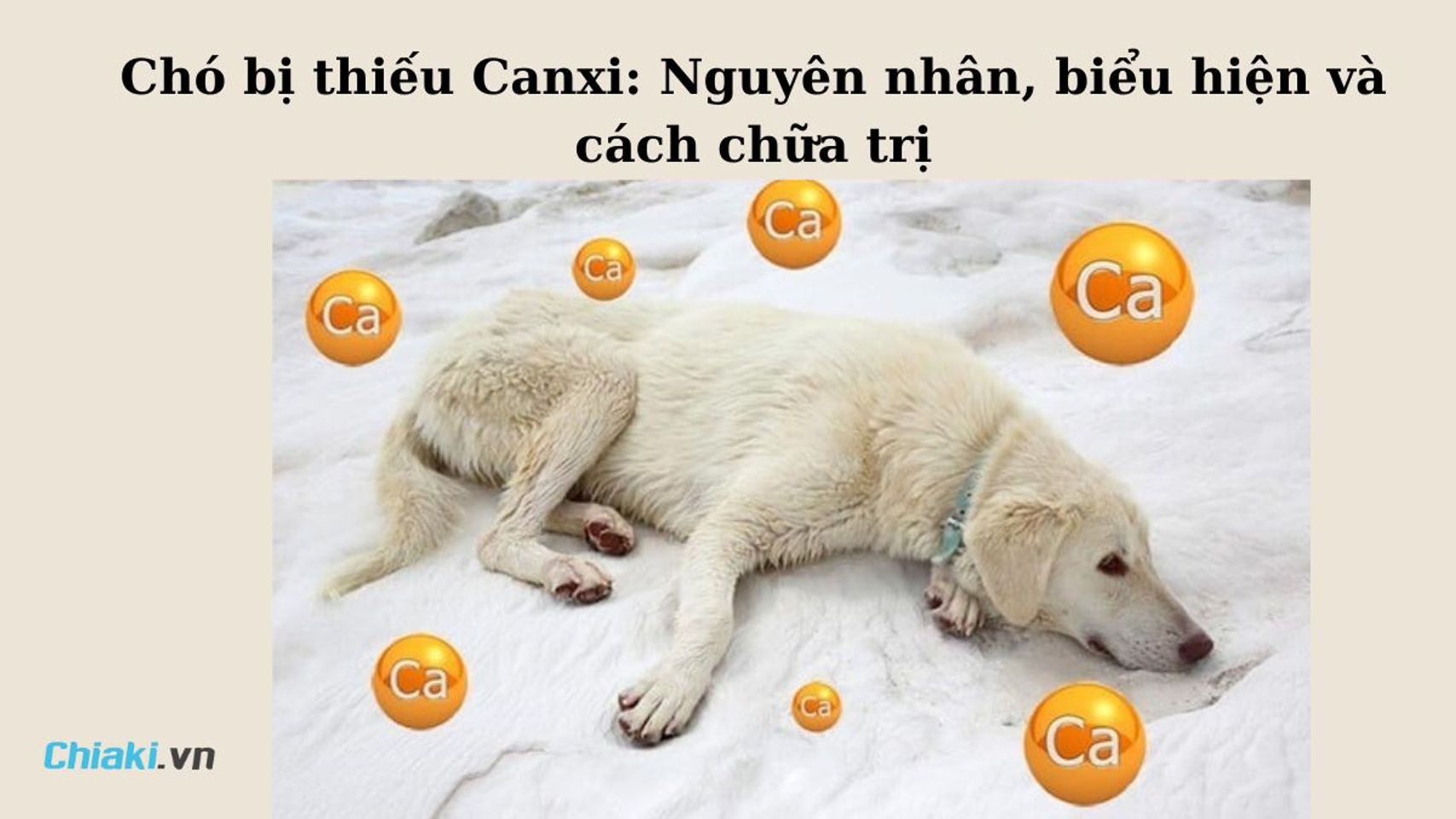 Copyright @Chiaki.vn