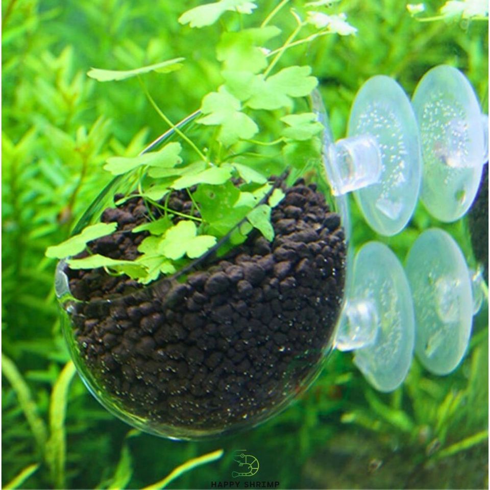 Cốc Thủy Tinh Trồng Cây - Cốc Treo Hồ Cá Thủy Sinh Sang Trọng, Thích Hợp Trồng Cây Ráy và Trầu 09