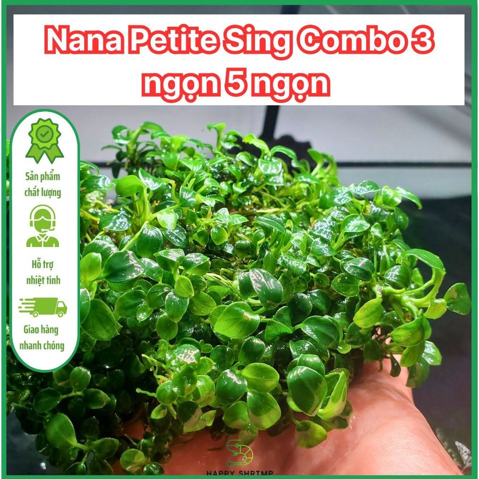 Ráy Nana Petite Sing Lá Nước - Combo 3 ngọn 5 ngọn cho bể thủy sinh ...