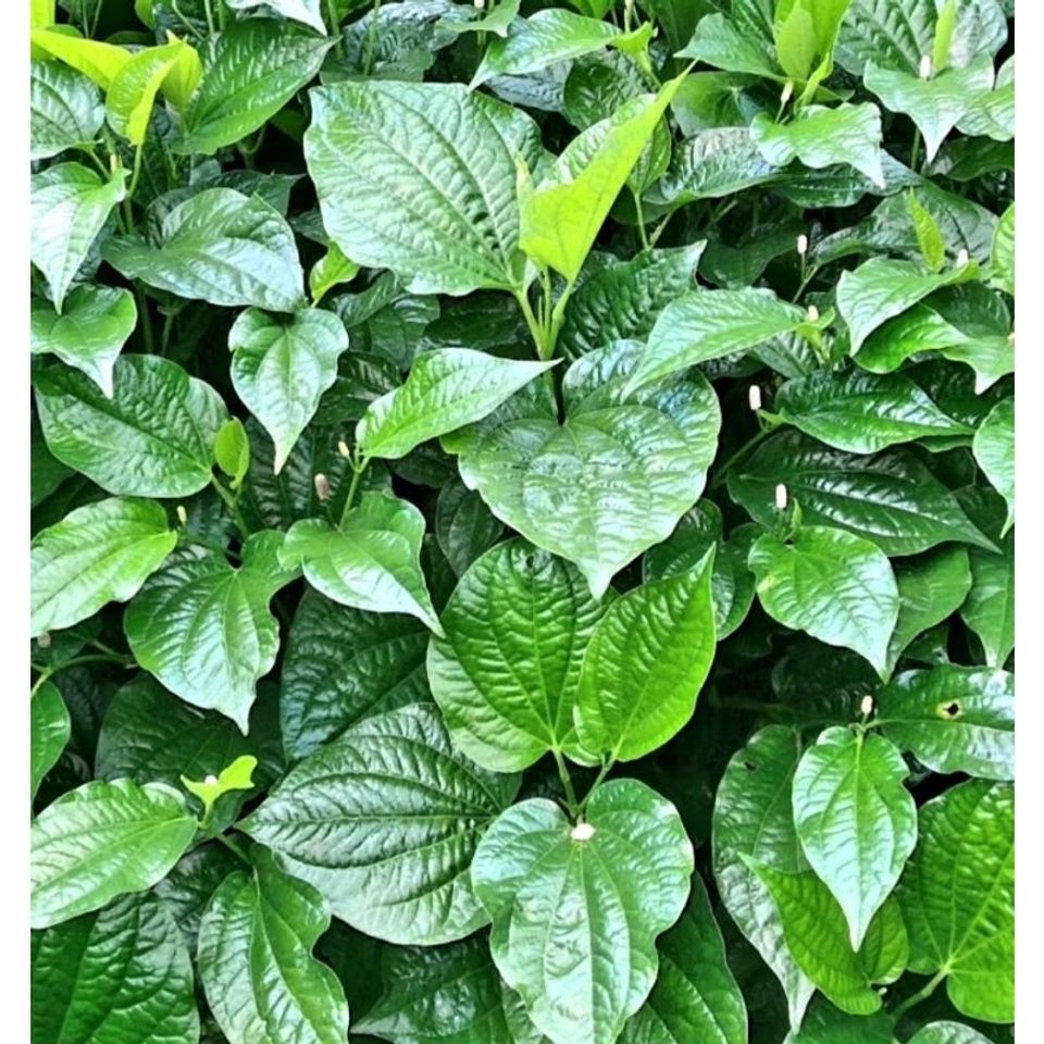 Lá Lốt Tươi 1kg Tự Nhiên - Thảo Dược Đông Y Chữa Đau Lưng, Đầy Hơi, Khó Tiêu, Hỗ Trợ Tiêu Hóa