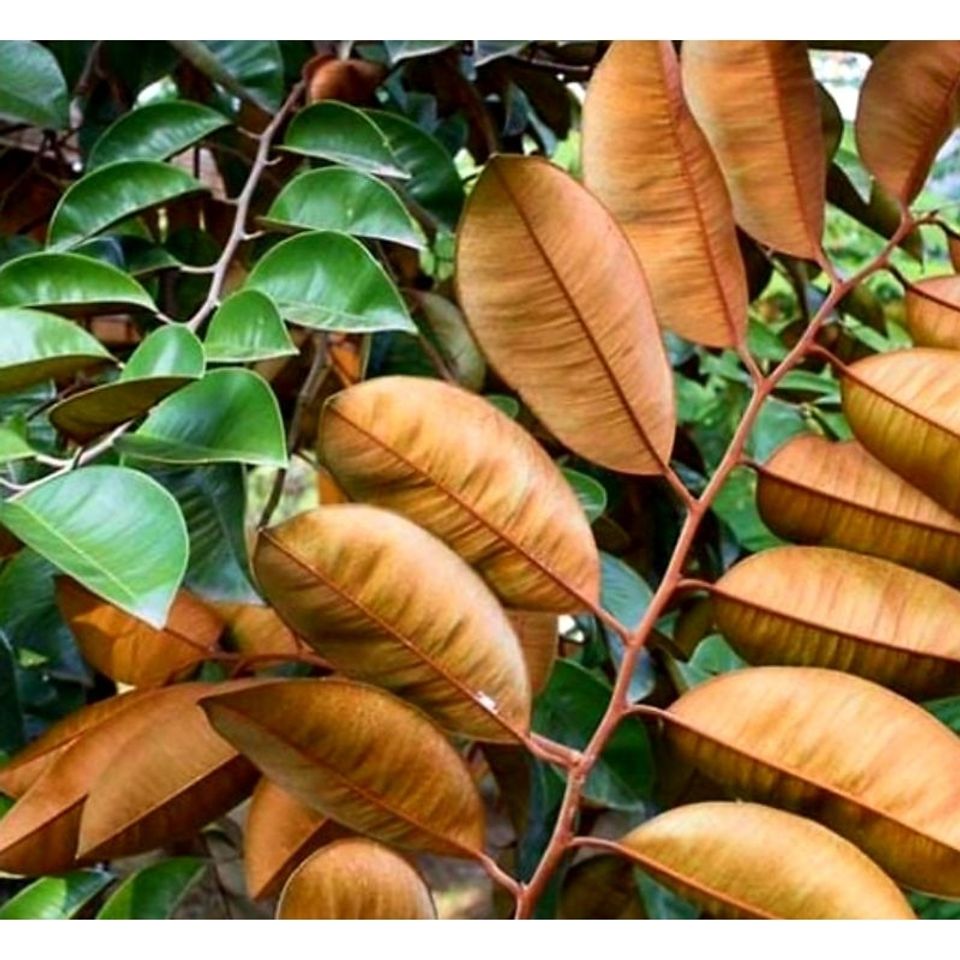 Lá Vú Sữa Tươi 1kg - Dược Liệu Thiên Nhiên Tươi Nguyên Chất, Hái Mới Đặt, Giao Hàng Nhanh Chóng
