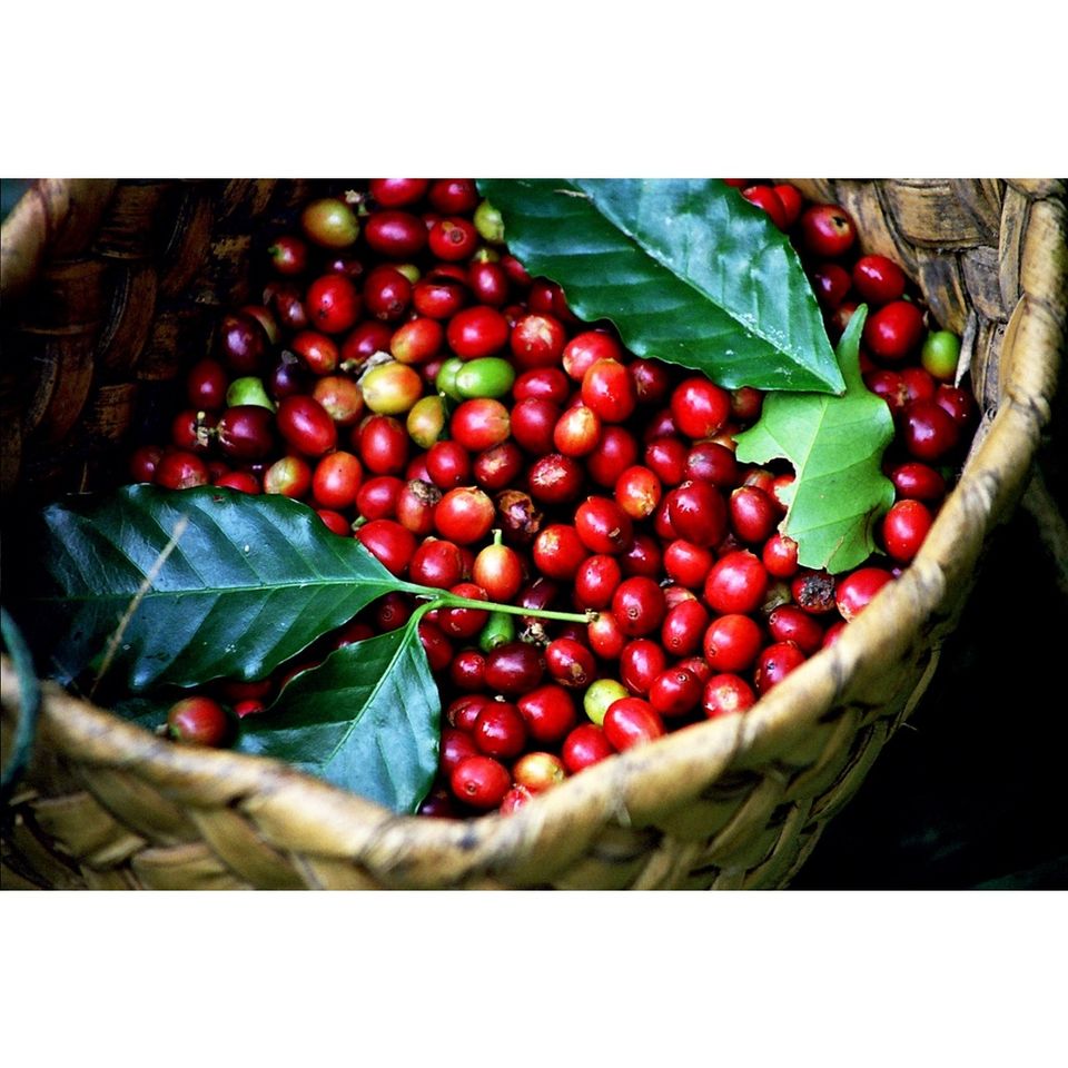 Cà phê bột Đăklăk nguyên chất, không pha tạp chất đảm bảo chất lượng-Đặc sản Daklak