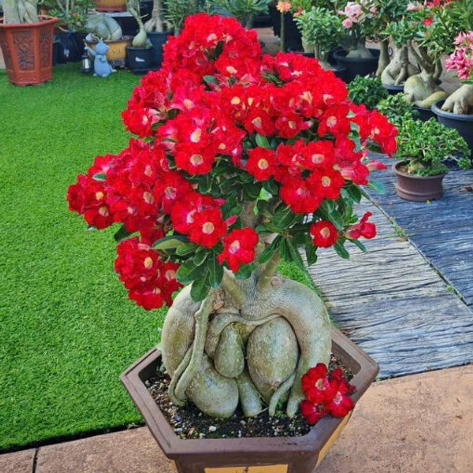 Hạt giống cây hoa sứ Thái Lan sa mạc 5 cánh màu - Bịch 10 hạt - Mã số 2119
