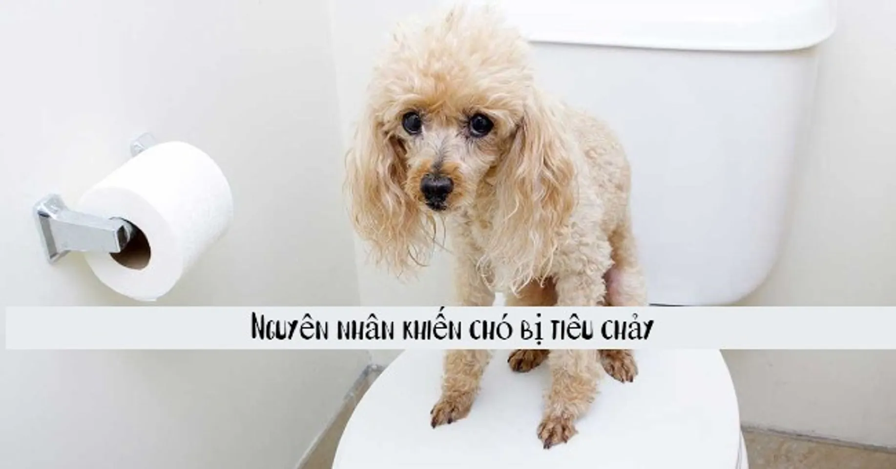 Copyright @Chiaki.vn